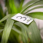 Urbanflora